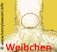 weibchencols2.png